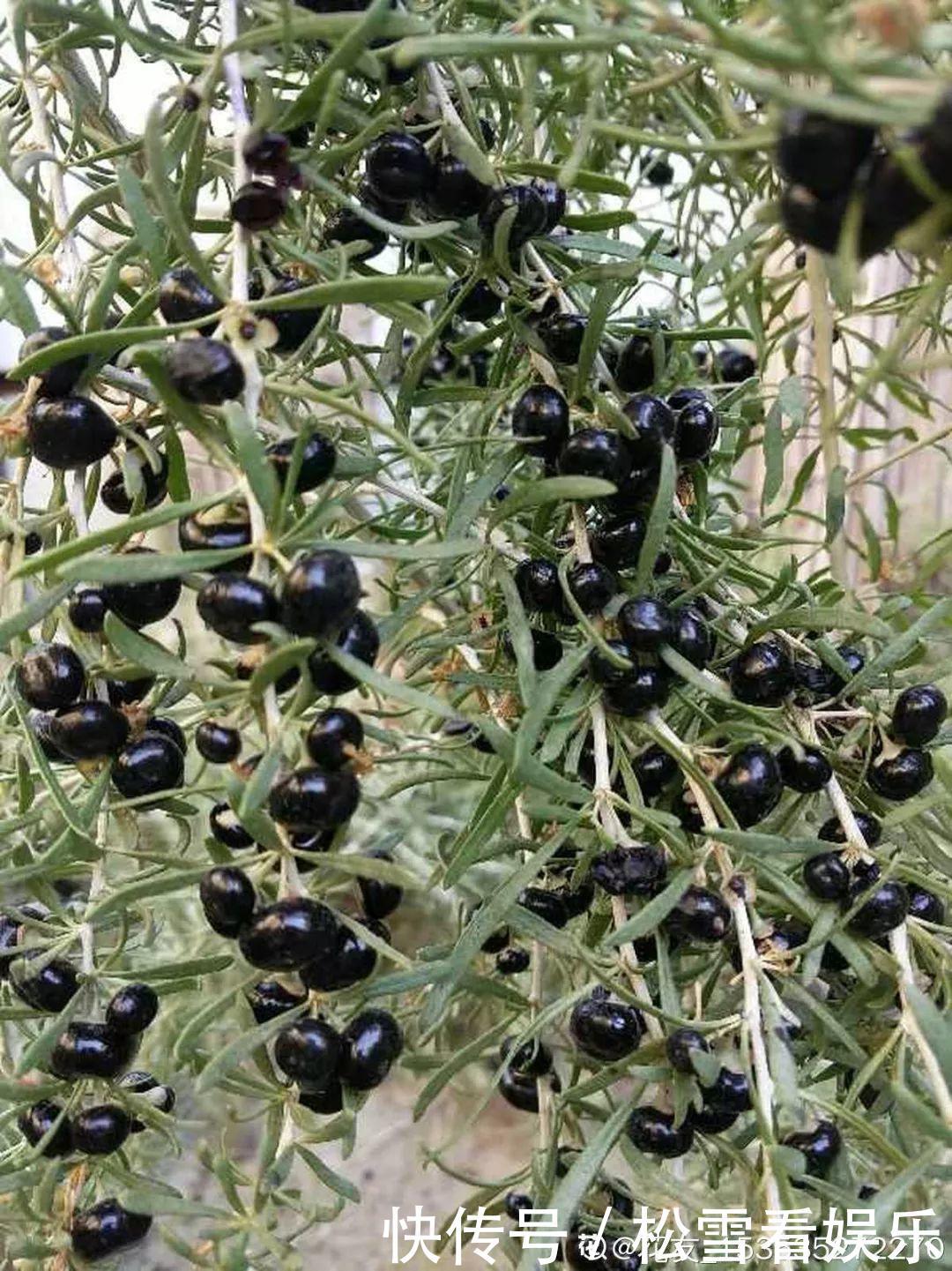 种花|3种花浑身都是宝,能炒菜能煲汤,养在屋里香气飘飘!