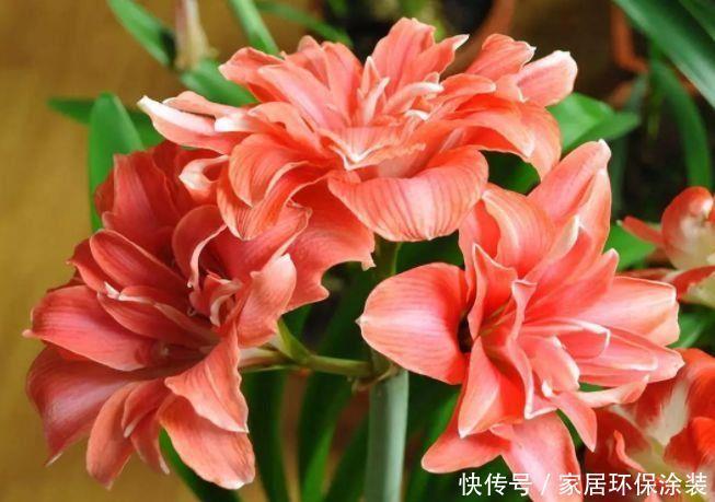 4种花养家里,漂亮又便宜,沾土就开花