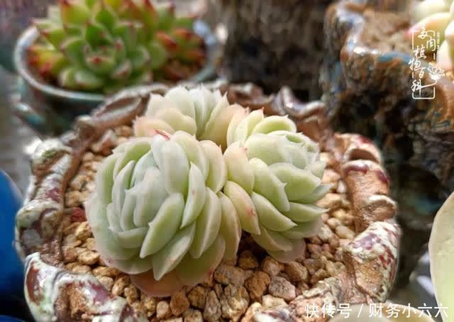 揭秘：那些干净又温暖的多肉照片从哪里来？