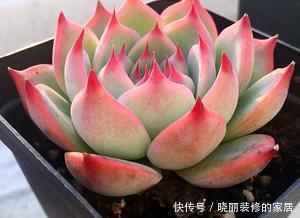 四季|养多肉几天浇一次水?了解掌握几个要点,四季肥嘟嘟美美哒!