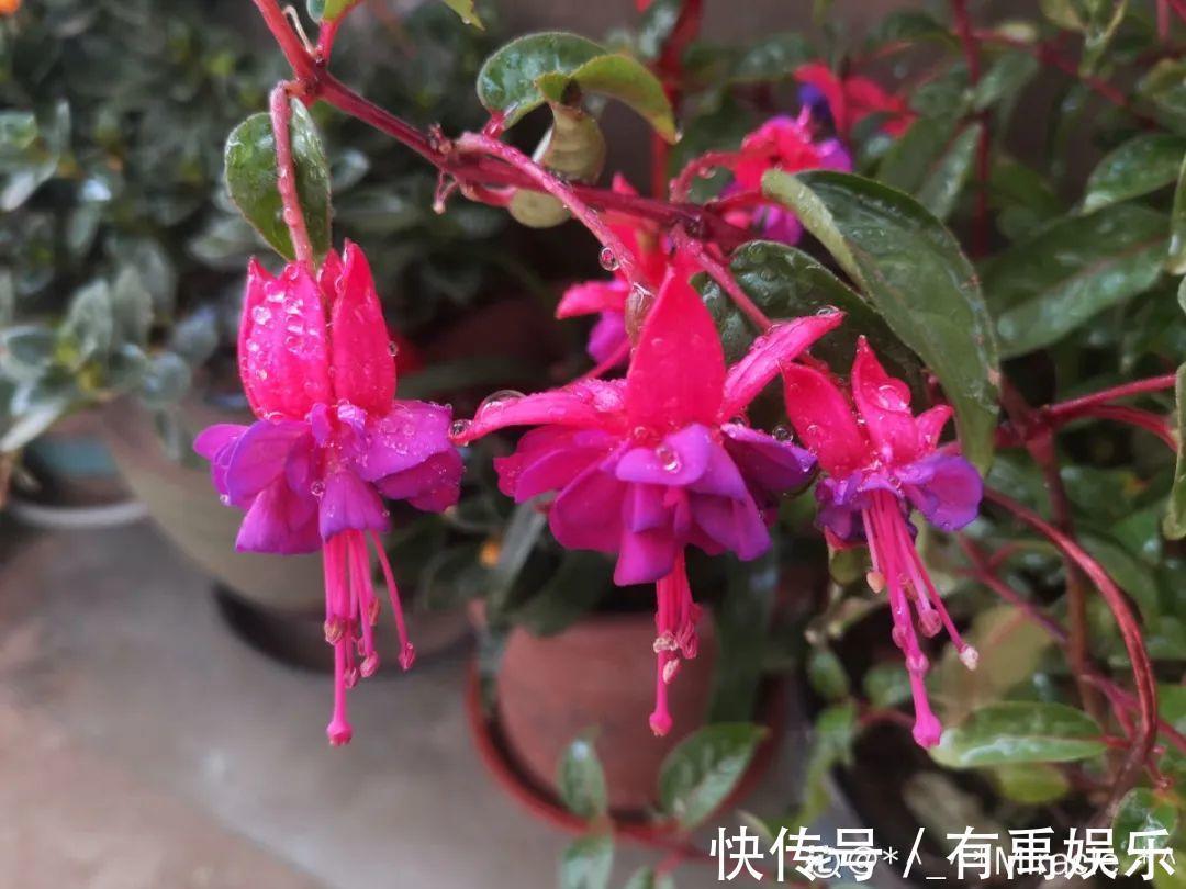 公认难养的20种花,养一盆死一盆,下次还敢买