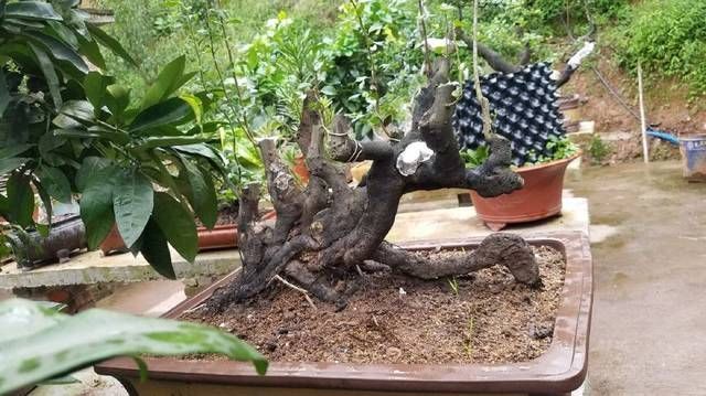 一本丛林金弹子盆景长得好慢,好久才能成型,玩盆景就该有耐心