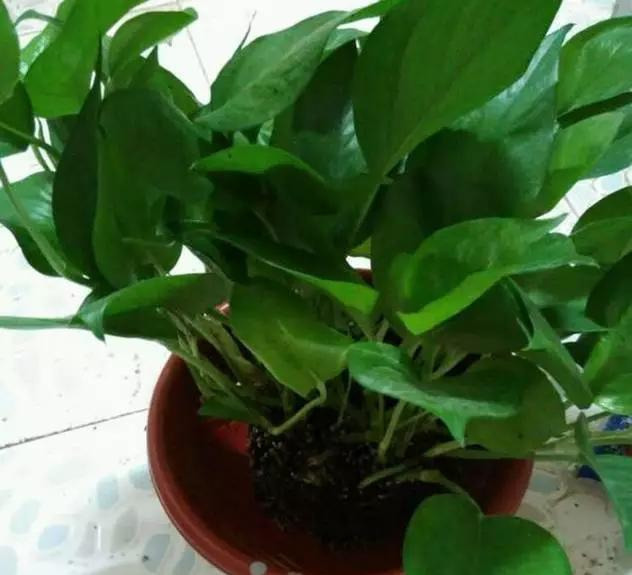 养花技巧花草换盆不懂这3点难怪换完盆就黄叶枯死