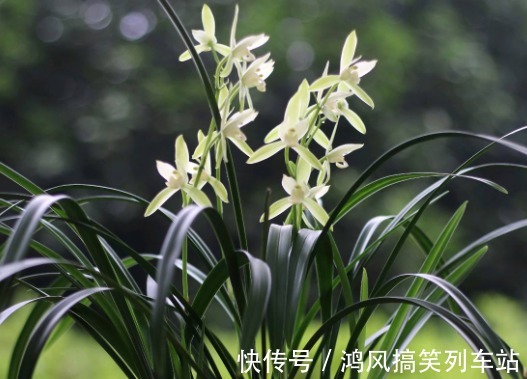 食用|可以食用的9种花草,最好在卧室放一盆,不但好看还好吃