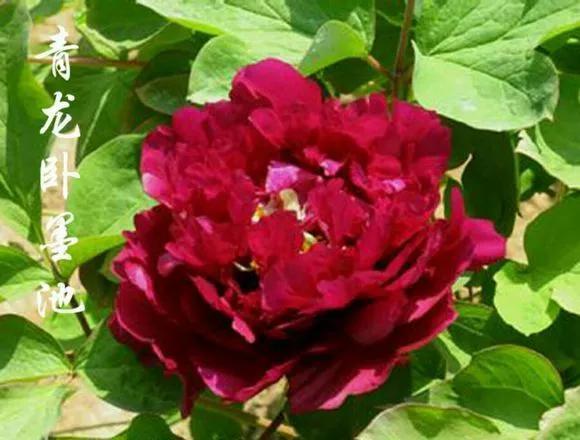 喜欢牡丹花,却一不小心买到芍药!附牡丹花品种图鉴大全