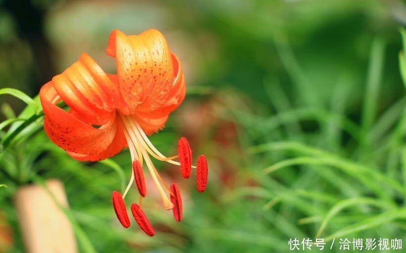 财神|生来命就好的4生肖，财神耐着不肯走，生活越来越富有