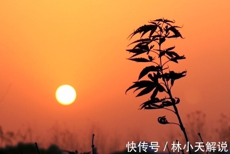 悲秋!寒露,在诗词中感受凉凉的秋意,赏析范仲淹的千古名篇《苏幕遮》