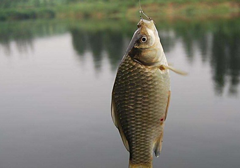 野钓鲫鱼如何巧妙搭配线组，线组的搭配不对一切辛苦全白费！