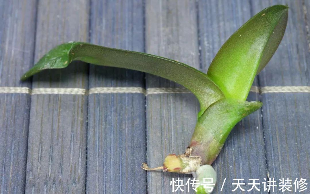龟背竹|4种“泼辣花”，长出“气生根”，是好事，不用扦插，剪下来就活