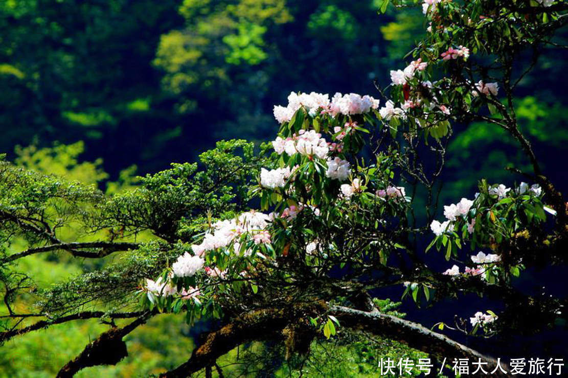 金顶 杜鹃 采茶女的混搭之旅|再上峨眉| 采茶