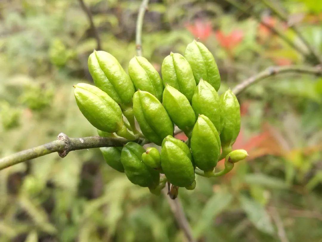 海芋|20种有毒花，出门别乱摘，有小孩的特别注意