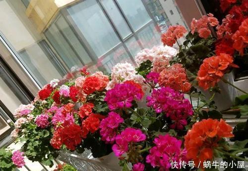 人养花，花也养人，摆上三种花，寓意好颜值好，对身心健康有好处