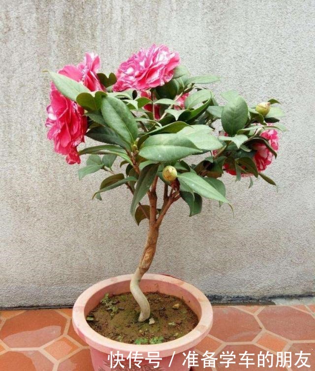 茶花用什么盆种好把握好两个“浅”字,成活有保证,叶片不发黄!