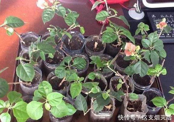现在扦插此4种花,一周就长芽生根,一棵变多棵,成养花大户了