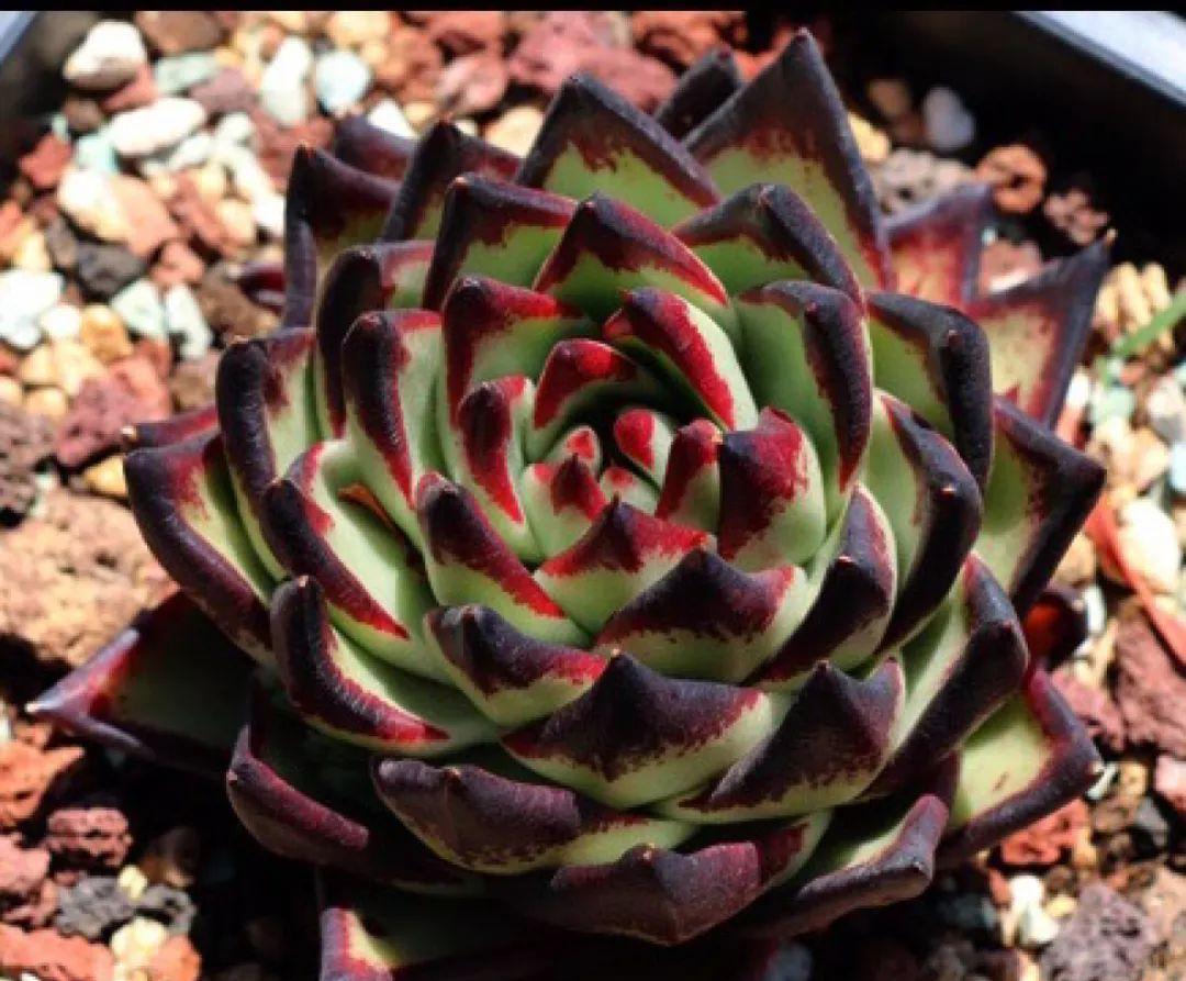 多肉植物盆栽:这种多肉越浇水越丑,不浇水反而胖成球