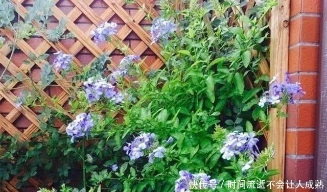 家有小院,一定要做个篱笆墙,美的世间少有!