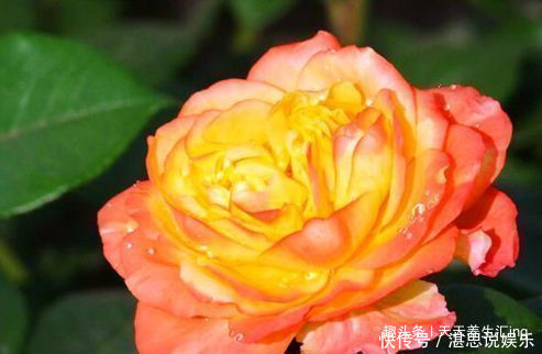 玫瑰|喜欢牡丹,不如养“稀有玫瑰”宠爱小姐,金蕊红衣,甚是美艳!