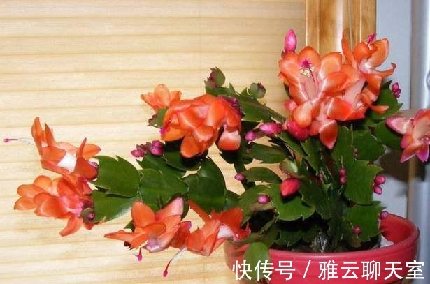 浇水|朋友可以让蟹爪兰年年开花, 原来要将它关小黑屋里