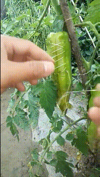 |搞笑GIF趣图: 我真的很喜欢这个游戏,为啥没姑娘跟我这样玩