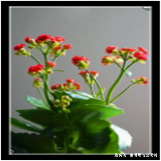 长寿花只长叶不开花，教你两招，迅速开花爆盆