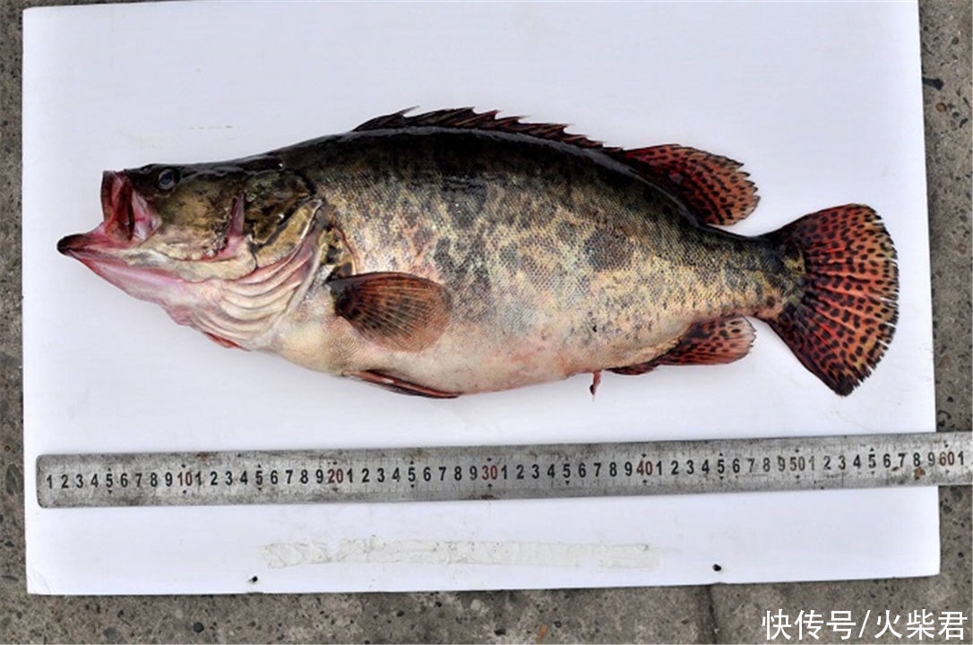 广西|广西野生鳜鱼泛滥?有钓友两小时钓了一桶,有人羡慕也有人恼怒