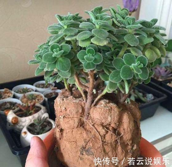 自来水|用2种“过期药”,泡水去浇花,土壤几年不板结,养啥都旺!