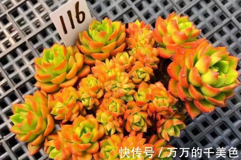 要点|多肉蒂亚叶子“常青”该怎么办？满足3点，立马上色成艳丽的红