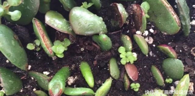 将玉树养成树状的盆景树，没想要还能开满一树白色的小花！