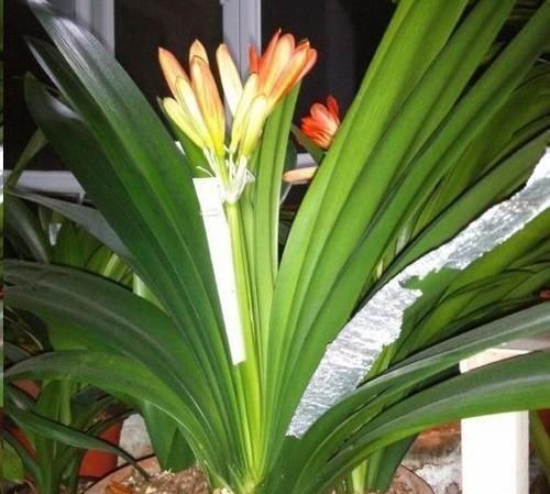 往君子兰花盆里丢一点这个,叶子又绿又亮,一年开花两次