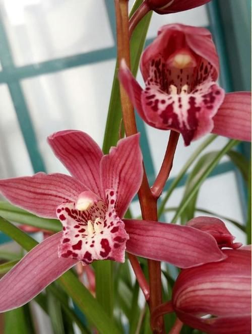 浓香型兰花“红满天”，365天都有花挂在枝条上