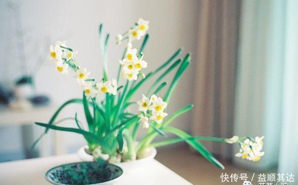 花草盆栽:6种冬天开花的植物,随便养上一盆,美翻整个寒冬!