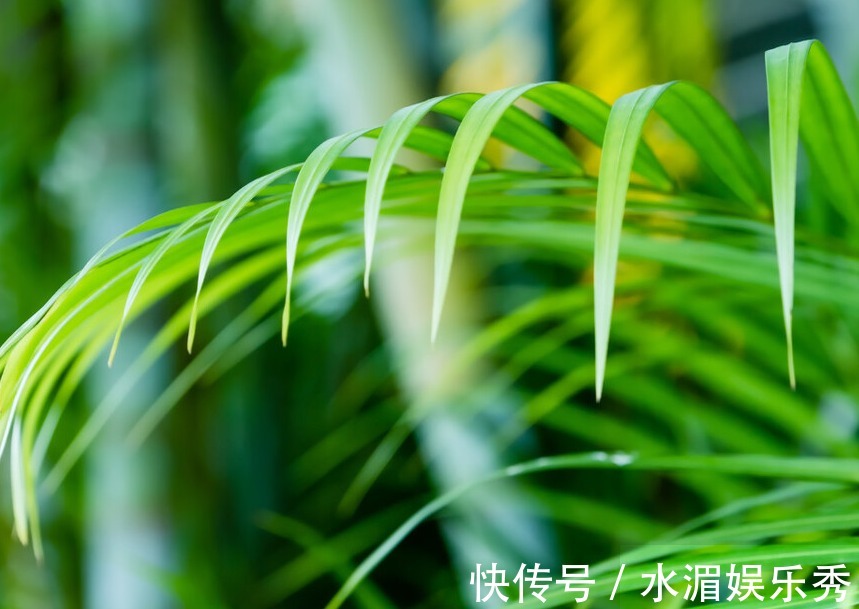 客厅养这五种花,寓意好,好养还美观,你都了解过吗