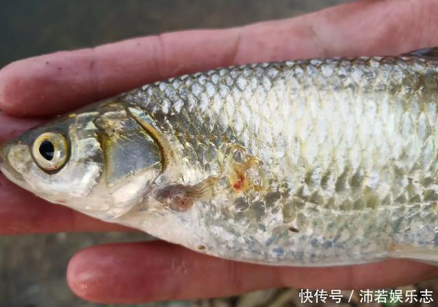 白条|白条精?在安徽老家钓获巨型白条鱼,朋友:能长这么大,真没见过