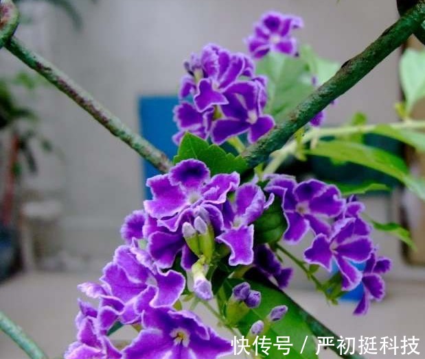 蕾丝|养花就养“姿态曼妙”的，花瓣边缘镶嵌着花波，如蕾丝花边太美了