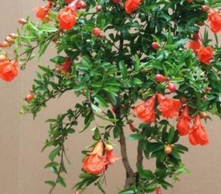 石榴花|“7种花”适合养家里，一年四季都能养，开花迷人，一盆养好多年