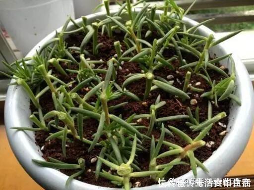 太阳花|这6种花，现在扦插正当时，7天生白根，当年能开花，新手也可以