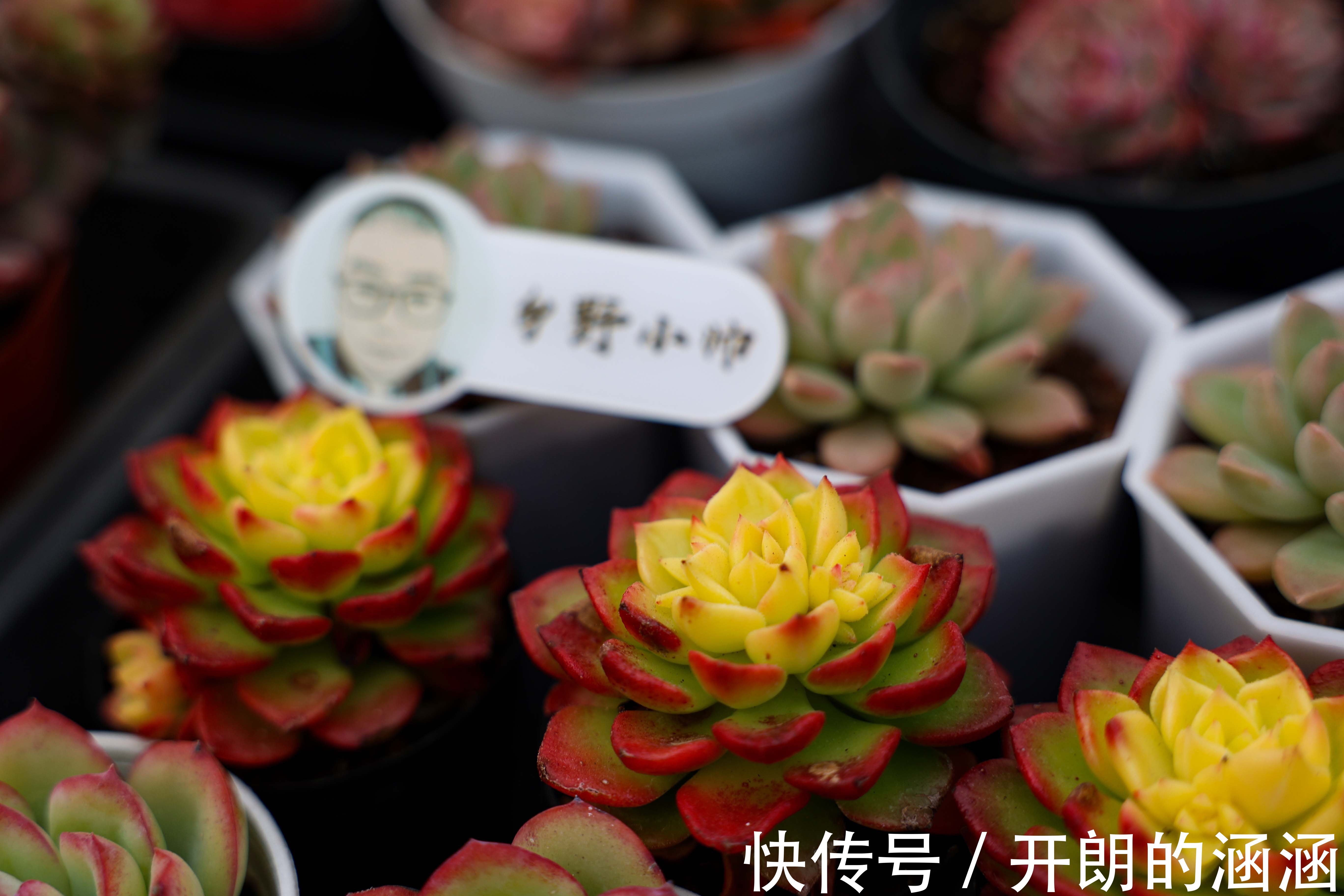 大棚新品盘点,蒂亚、福娘、侧影,冬天里的高颜值多肉