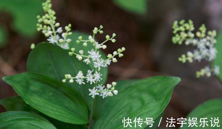 野草|农村一种草叫“鹿鞭草”,滋补效果好,男人喜欢用它泡酒喝