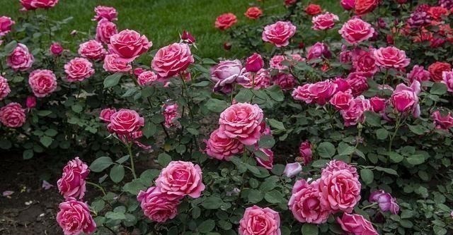 4种花草也“相克”,难怪怎么都养不好,原来被“克”住了!