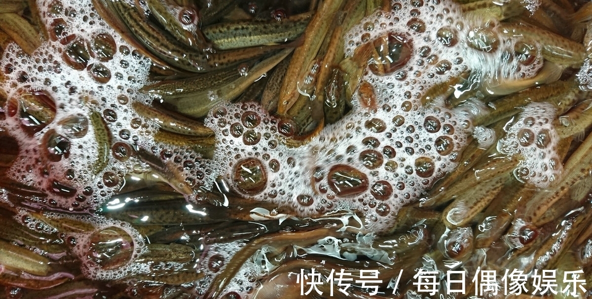 水域|泥鳅打窝钓鱼，为何人人喊打？钓友：那不是钓鱼是捕鱼！