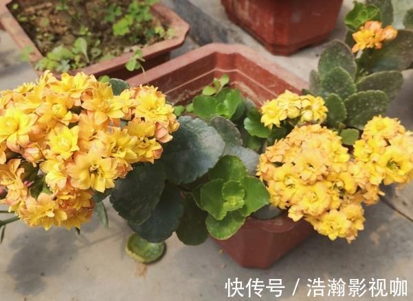 残花|修剪完长寿花该怎么善后做好这4项工作,一茬接一茬开花