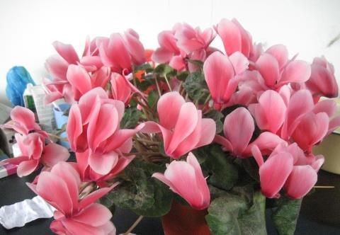 冬天是仙客来的盛花期,不开花,是由3个原因引起的