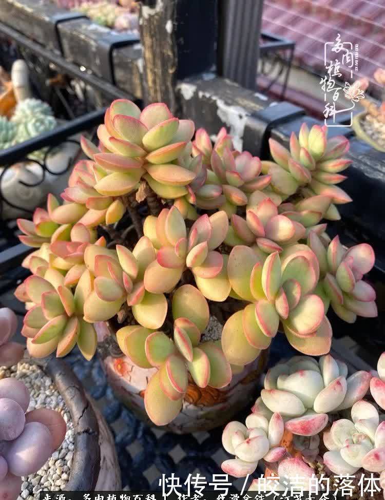 阳光露台多肉,天时地利人和!美肉知时节,当春乃发生!
