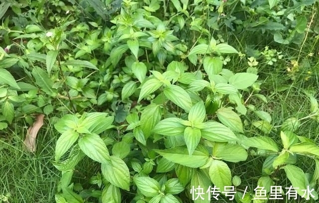 猪菜|小时候这种野草是“猪菜”，如今根茎号称“土山参”，价值很高