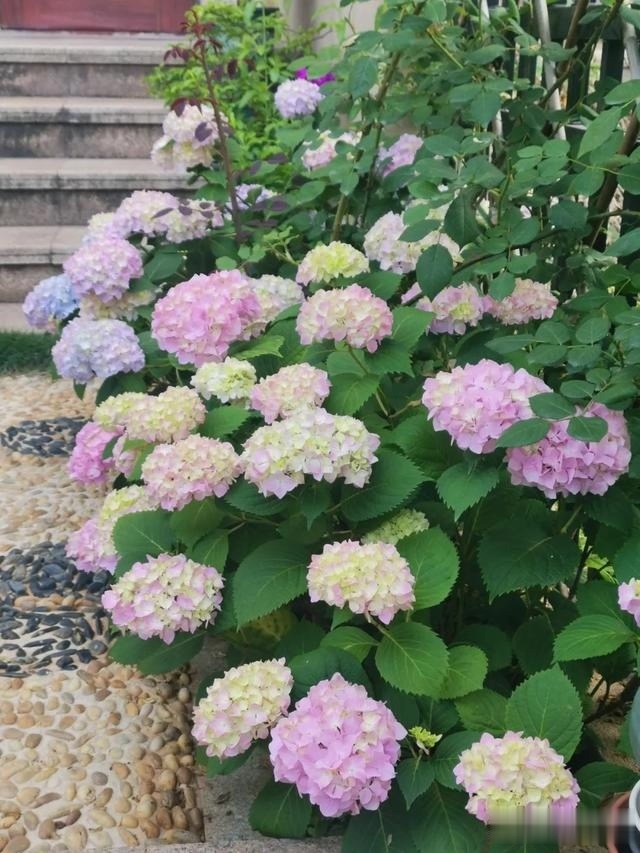 圆滚滚的绣球,瀑布般的花墙,这届花友也太会种花了吧