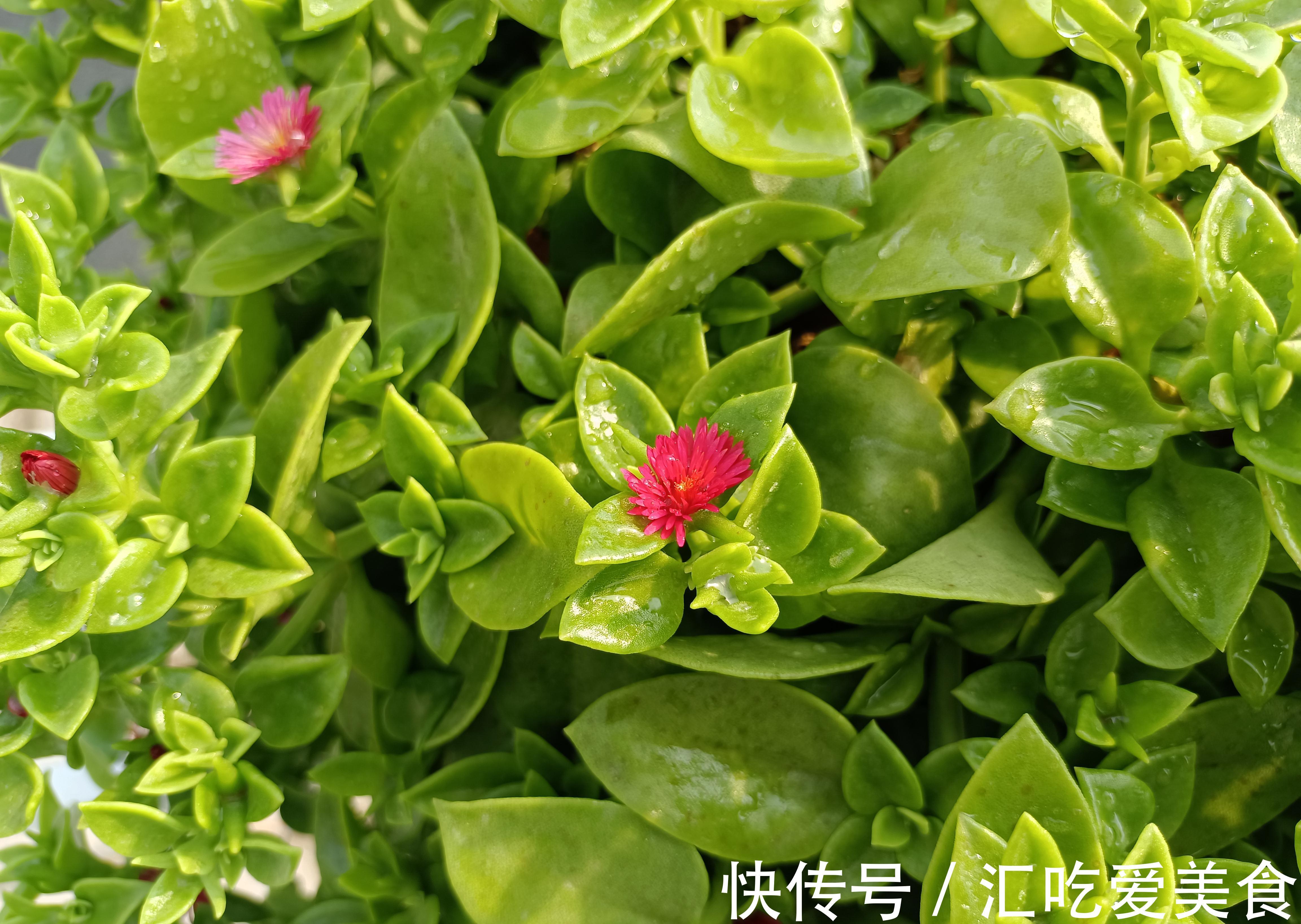 牡丹吊兰开得正艳，皮实好养，花叶俱美，还是美味菜肴