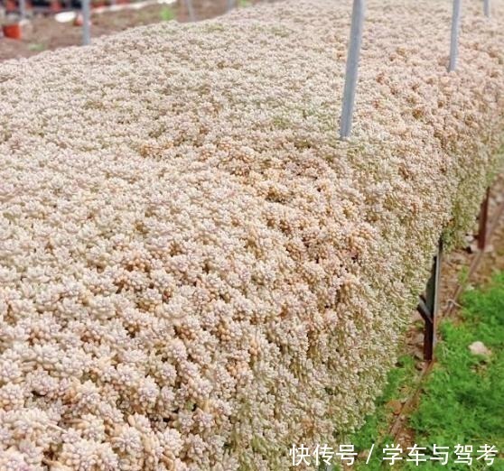 适应能力|容易爆盆的姬秋丽，除了易爆盆之外，还能养出“瀑布墙”的状态！