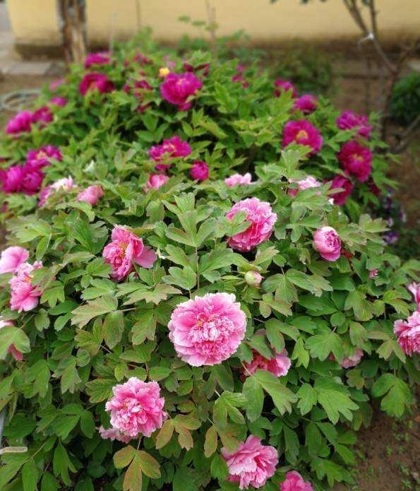 施肥|4种“富贵花”，7月要“穷养”，天气凉了就猛长