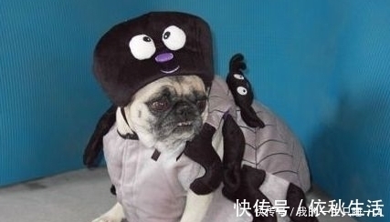 |幽默段子:俺和同村的桂花两情相悦,这天,俺上她家去提亲