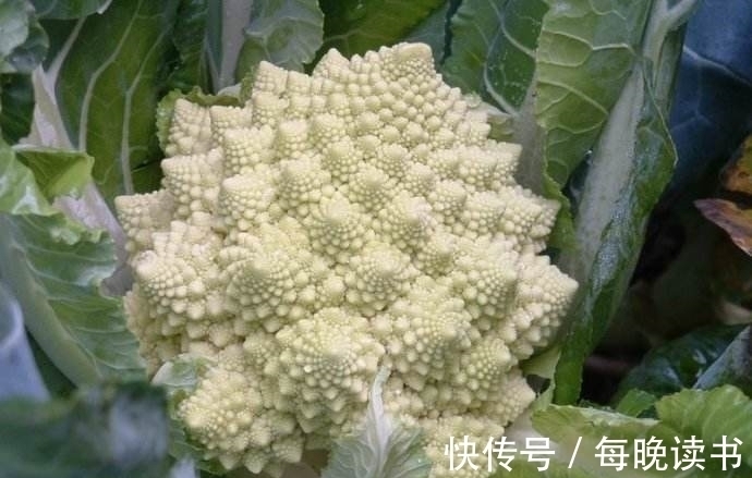 小肚子|女性不想皱纹爬上脸,不妨多吃此菜,小肚子不鼓了,皮肤更显年轻